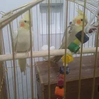 قفس بزرگ طلائی فوق العاده زیبا