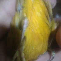 قناری سرخ ودارچینی