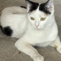 واگذاری رایگان گربه ماده dsh یک ساله