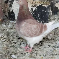 کبوتر زینتی|پرنده|اشنویه, |دیوار