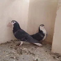 نروماده زره ای