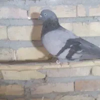 کبوتر|پرنده|صائین قلعه, |دیوار