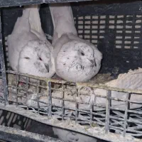 فروش کبوتر معاوضه با قناری