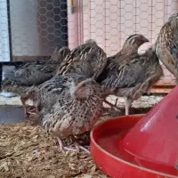 بلدرچین