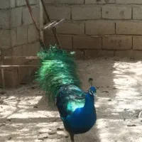 طاووس