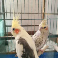 عروس هلندی جفت نر و ماده