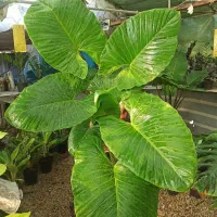 گل بابا آدم مادری|گل و گیاه طبیعی|بوشهر, |دیوار