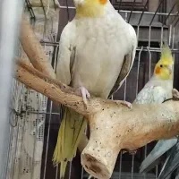 مرغ عروس فروشی|پرنده|کاشان, فاز ۱ ناجی آباد|دیوار