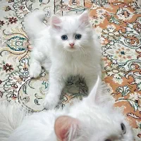 Classic Persian cat|گربه|اردبیل, |دیوار