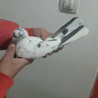 کفتر خوب|حیوانات|اسلام‌شهر, شهرک واوان|دیوار