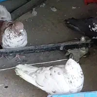 دو جفت کفتر پرشی