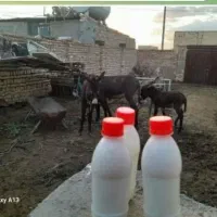 شیرالاغ داروی ضمانتی