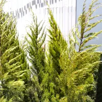 خدمات سیار باغبانی وتمام امورات باغ و باغ شهری|خدمات باغبانی و درختکاری|شیراز, شهرک مدرس|دیوار