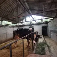 گاو هلشتاین دوقلوزا