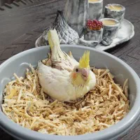 جوجه عروس هلندی آلبینو|پرنده|بجنورد, |دیوار