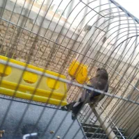 سهره نر بروجرد جوان بشرط خوندن