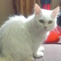 گربه پرشین سفید