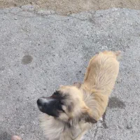 سگ پاپی|سگ|فولادشهر, A6|دیوار