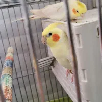 عروس هلندی یک جفت|پرنده|قم, پردیسان|دیوار