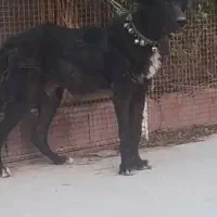 معاوضه ندارم