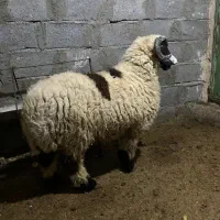 بره نر خونگی