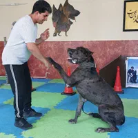 آموزش سگ-تربیت سگ-مربی سگ