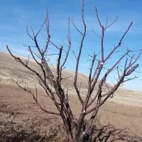 هرس کاری درختان میوه|خدمات باغبانی و درختکاری|چاراویماق, |دیوار