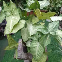 تعدادی قلمه گل پرریشه آماده جهت کاشت قیمت مناسب