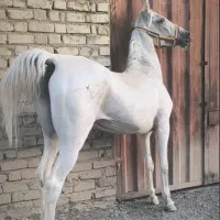 اسب مادیان فوق العاده تیپ دار و جنس مخصوص تولید