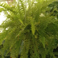 آنلاین شاپ گل