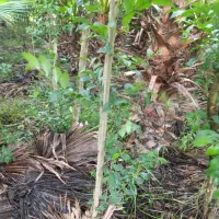 برگ نو (پایه پیوند)