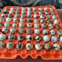 تخم بلدرچین نطفه دار|حیوانات مزرعه|نجفآباد, حومه نجف آباد|دیوار