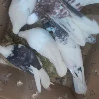 کفتر|پرنده|اشترینان, |دیوار