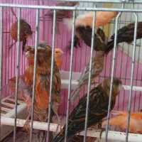 قناری ۹ ماهه قرمز و موزایکی و سوخته ای|پرنده|اصفهان, آفاران|دیوار