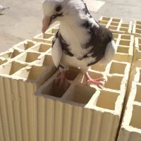 جوجه کفتر|پرنده|قم, ولیعصر|دیوار