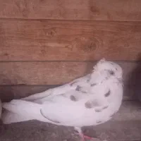 کبوتر خال قرمز کاکلی گرفتنی|پرنده|قم, نیروگاه|دیوار