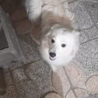 سگ پامر واگذار