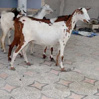 کهره نقشی بابچه نر و کهرهی گل توپی به فروش|حیوانات مزرعه|قشم, |دیوار