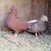 کبوتر دمسفید|پرنده|لنجان, |دیوار