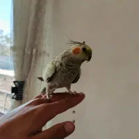 عروس هلندی|پرنده|الیگودرز, |دیوار