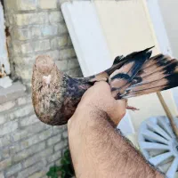 نر کله ای تاپ