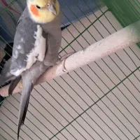 مژدگانی خیلی خوب برای پیدا شدنش