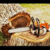 چوب بری هرس و قطع درختان مزاحم به صورت تخصصی