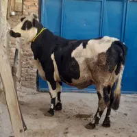 دوعدد گاو گوشتی|حیوانات مزرعه|مهربان, |دیوار