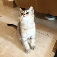 بریتیش چینچیلا گلد تبی