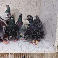 سبز پولک|پرنده|مشهد, کشف|دیوار