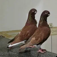 کفتر افریکن