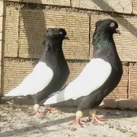 نروماده سینه سرخ وسینه سیاه اس اس|پرنده|مشهد, انقلاب|دیوار