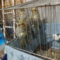 عروس هلندی گل باقالی