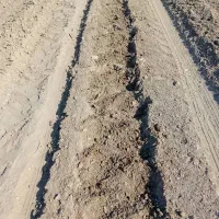 نیازمندکارگر برای اماده سازی زمین کشت گوجه|استخدام صنعتی، فنی، مهندسی|کهنوج, |دیوار